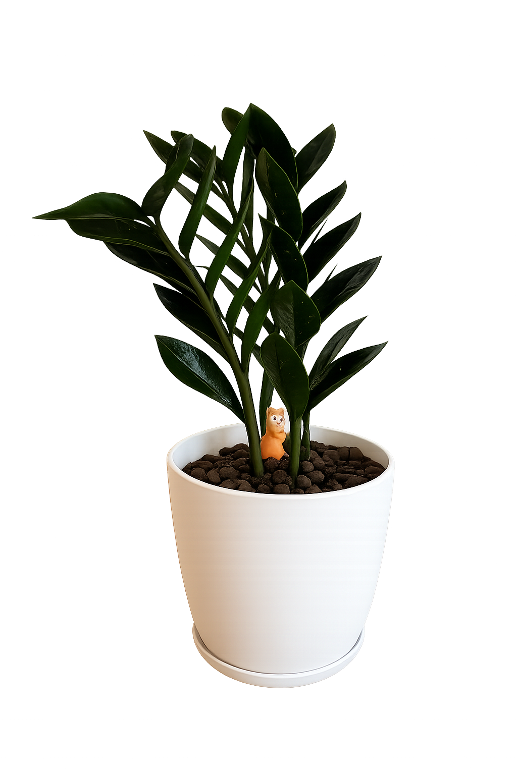 ZZ Plant